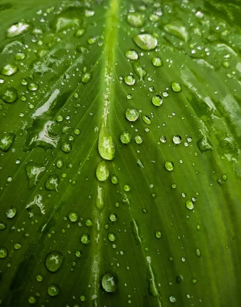 Eine Vertikale Nahaufnahme Von Wassertropfen Auf Einem Grünen Pflanzenblatt — Stockfoto