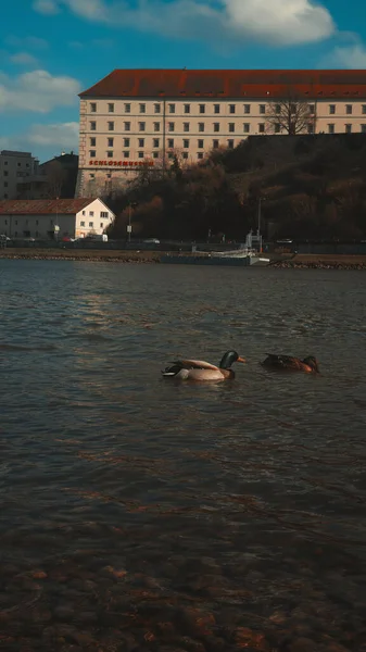 Hay Patos Para Ver Donau Con Vista Castillo Linz —  Fotos de Stock