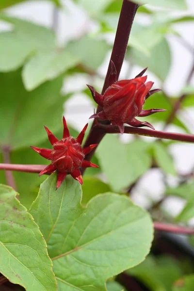 バラの植物 ハイビスカス サバリファの赤いカロリーは ビタミンCとアントシアニンが豊富な飲み物に注入することができます — ストック写真