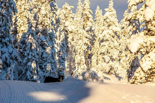 Una Hermosa Toma Collie Fronterizo Caminando Bosque Invierno — Foto de Stock