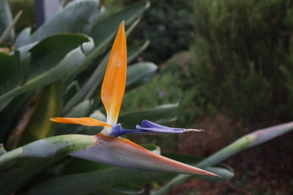 Primer Plano Sterlitzia Flower Creciendo Con Hojas Verdes Parque Ciudad — Foto de Stock