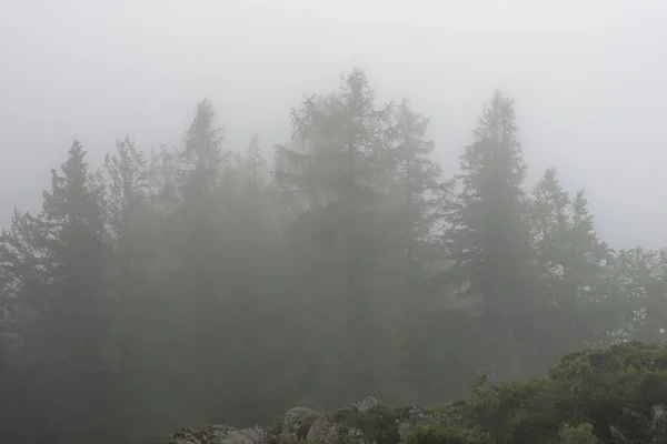 斯洛维尼亚Velika Planina定居点薄雾中的松树风景 — 图库照片