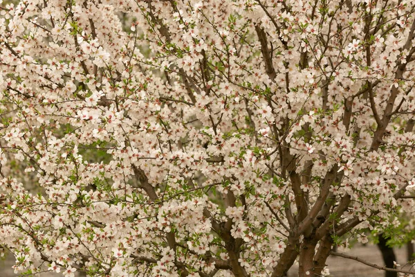 Tiro Close Galhos Árvores Cheios Flores Primavera — Fotografia de Stock