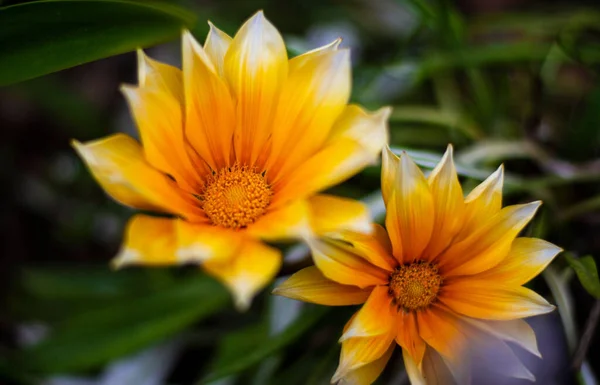 Closeup Yellow Gazania Rigens Flowers Garden — Stock Photo, Image