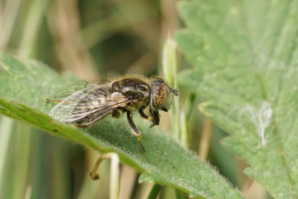 Detailed Closeup Small Spotty Eyed Dronefly Eristalinus Sepulchralis Sitting Grass — Stock Photo, Image