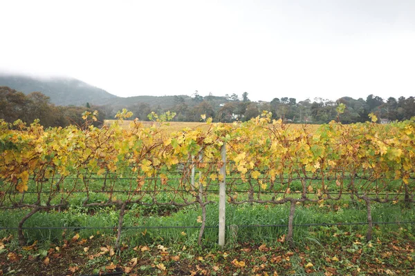 Uma Bela Vista Das Vinhas Quinta Vinhos Groot Constantia Cidade — Fotografia de Stock