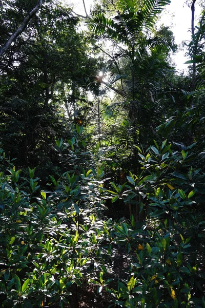 Tiro Bosque Verde — Foto de Stock