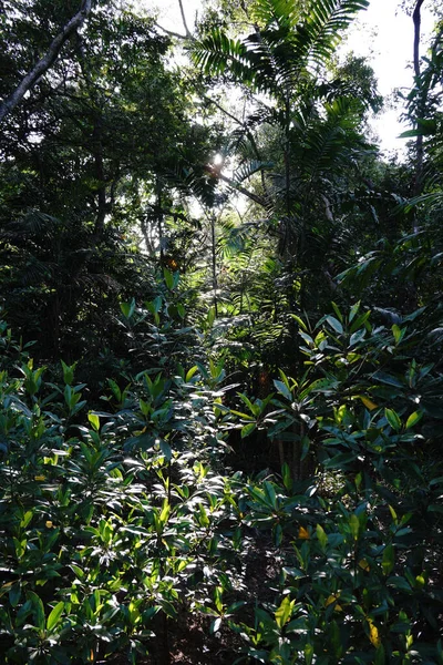 Skott Grön Skog — Stockfoto