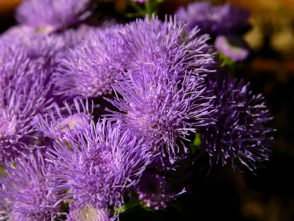 緑の庭に新鮮な色の花を咲かせる — ストック写真