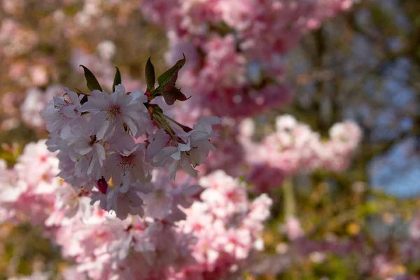 Een Close Van Sakura Bomen Bloeien Het Zonlicht Het Voorjaar — Stockfoto
