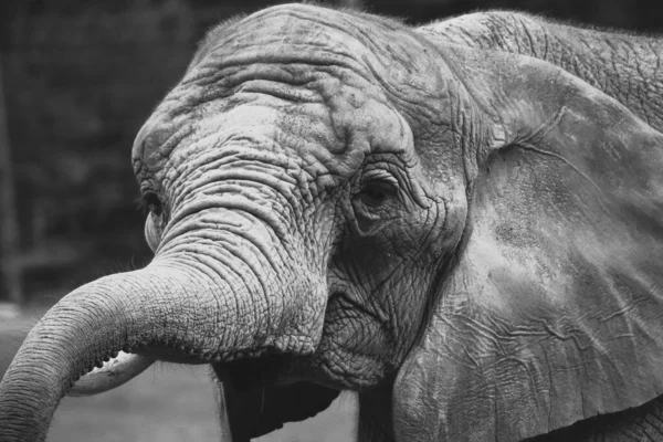 Gros Plan Niveaux Gris Une Tête Éléphant Sur Fond Flou — Photo