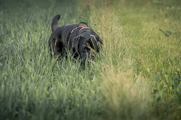 Een Uitzicht Van Een Prachtige Zwarte Labrador Retriever Tussen Het — Stockfoto