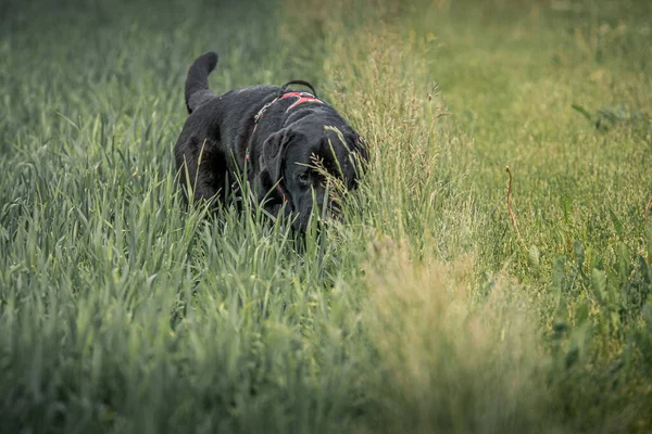 Tarladaki çimlerin arasında güzel bir siyah labrador av köpeği manzarası.