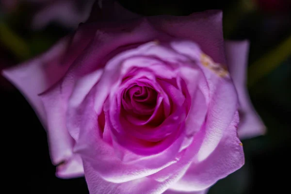 Horní Pohled Růžovou Růžovou Květinu Rozmazaném Pozadí — Stock fotografie