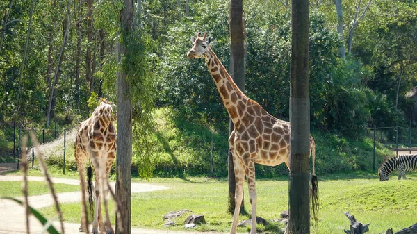Closeup Shot Cute Giraffe Standing Park — Stock Photo, Image