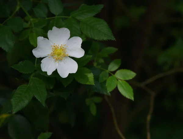 Primer Plano Una Flor Rosa Mosqueta Blanca Creciendo Jardín —  Fotos de Stock
