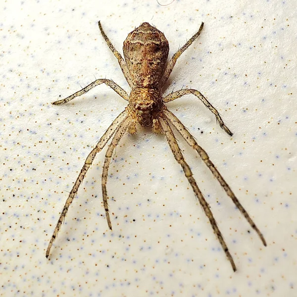 Beyaz Arka Planda Izole Edilmiş Bir Örümceğin Makro Görüntüsü — Stok fotoğraf