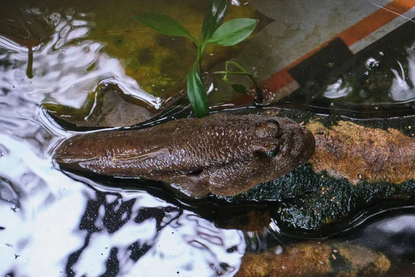 Een Close Shot Van Een Gladde Salamander Steken Het Water — Stockfoto