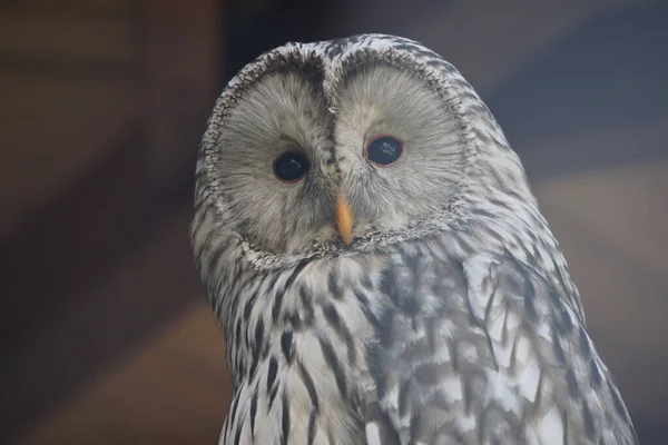 Gros Plan Visage Hibou Des Bois Clair Duveteux — Photo