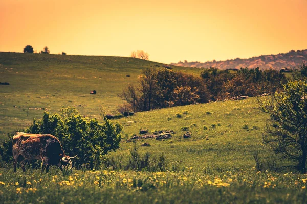 Beautiful Shot Horned Cow Grazing Pasture Sunset — Stock Photo, Image