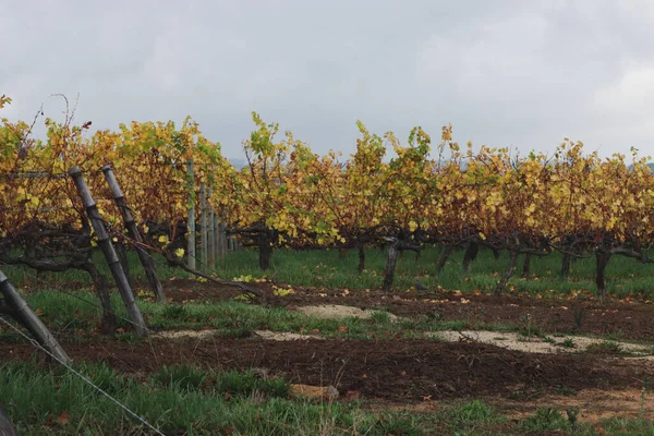 Una Splendida Vista Sui Vigneti Della Groot Constantia Wine Farm — Foto Stock