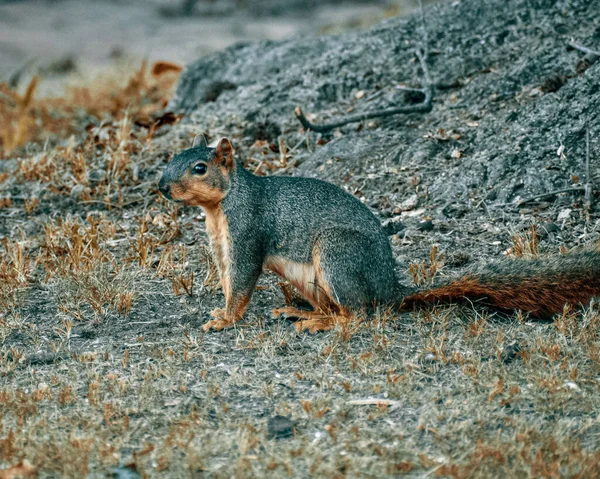 Ein Schöner Blick Auf Ein Eichhörnchen Das Auf Dem Boden — Stockfoto