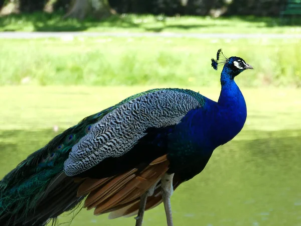Selective Focus Shot Common Male Peacock — Stock Photo, Image