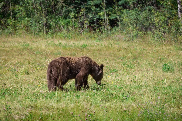 Грізлі Ведмідь Пасе Їсть Траву Лісі — стокове фото