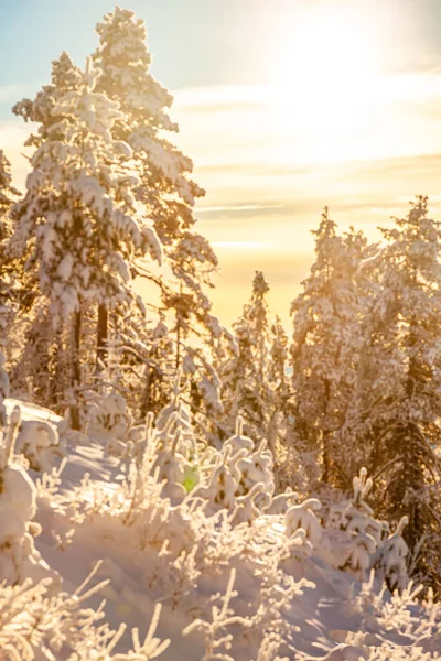 Plano Vertical Árboles Cubiertos Nieve Colores Atardecer —  Fotos de Stock