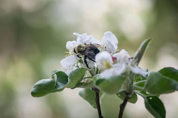 Een Close Shot Van Een Wilde Bij Neergestreken Witte Bloemen — Stockfoto