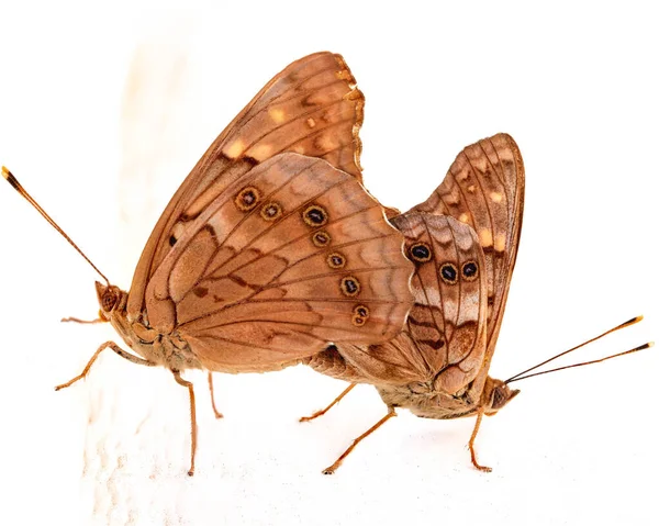 Monarch Butterflys Mating High Key — Φωτογραφία Αρχείου