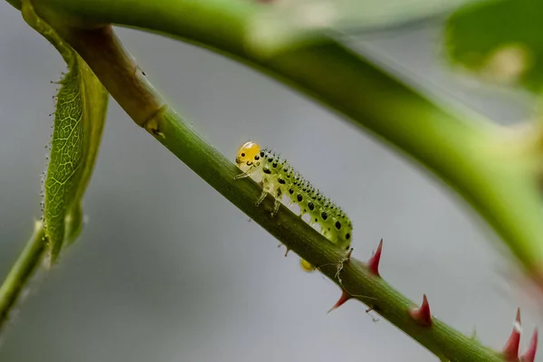 Een Bladwesp Rups Etend Een Rose Bush Ongedierte Tuin — Stockfoto