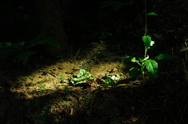 暗い庭に陽射しのある地面にあるアルパインエンターの日陰の植物 — ストック写真