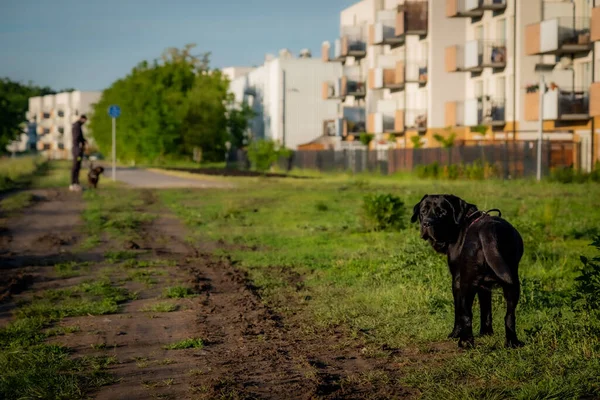 Der Schwarze Labrador Retriever Steht Einem Sonnigen Tag Auf Dem — Stockfoto