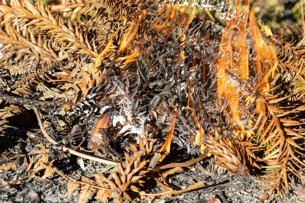 Verbrande Pijnboompitten Sapecada Pinhao Een Traditioneel Gerecht Zuid Brazilië Pijnboompitten — Stockfoto