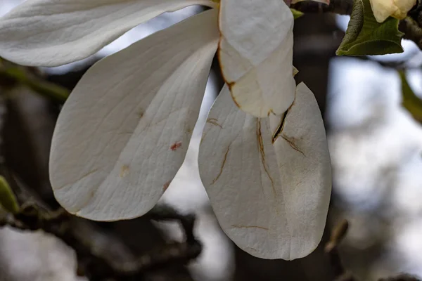 Крупный План Magnolia Zenii Вида Растений Семейства Magnoliaceae Эндемичных Китая — стоковое фото