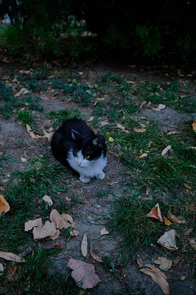 High Angle Shot Cat Sitting Outdoors Green Grass Twilight — Stock Photo, Image