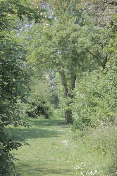 Parlak Yeşil Bir Ormanda Yürüyen Bir Patikanın Dikey Görüntüsü — Stok fotoğraf