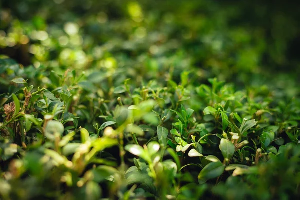 Detailní Záběr Zelených Rostlin — Stock fotografie