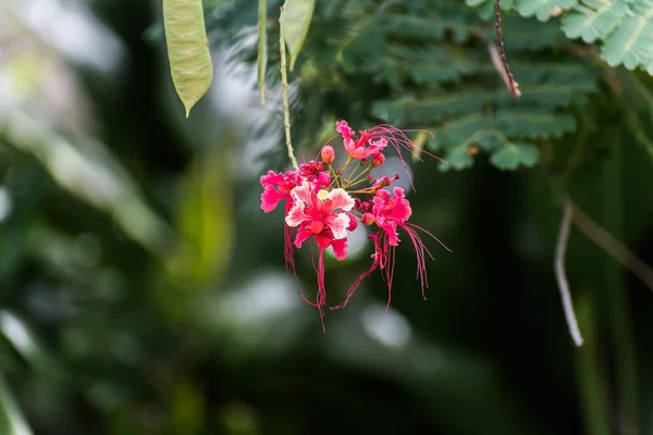 Roze Bloem Het Bos Met Groene Achtergrond — Stockfoto