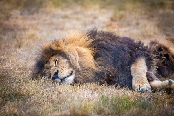 Selective Focus Shot Lion Sleeping Grass — Stock Photo, Image