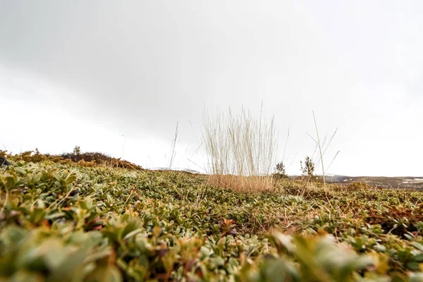 昼間の野原の草のクローズアップ — ストック写真