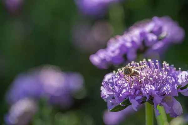 太陽の下で紫色のスカビオサの花を収穫するミツバチ — ストック写真
