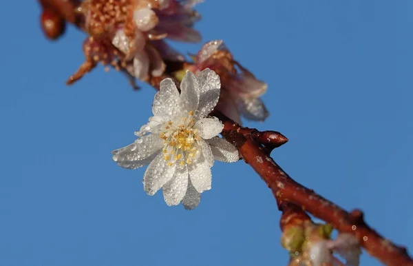 점없는 하늘을 배경으로 나무가지에 물방울이 벚꽃의 꽃봉오리 — 스톡 사진