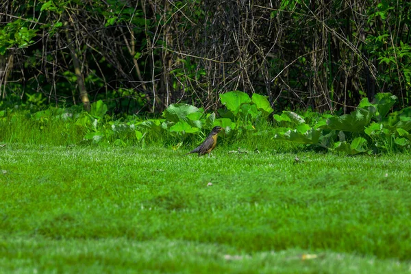 Een Schilderachtig Uitzicht Een Amerikaanse Roodborstje Het Grasveld Midden Wilde — Stockfoto