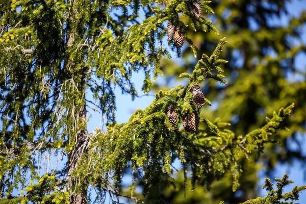 Naturskön Över Kottar Som Växer Trädgrenar Skog Suddig Bakgrund — Stockfoto