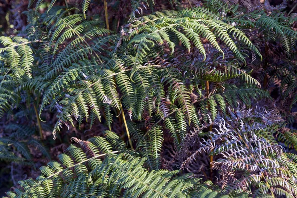 Krásný Knysna Forest Nachází Zahradní Cestě Jižní Afriky — Stock fotografie