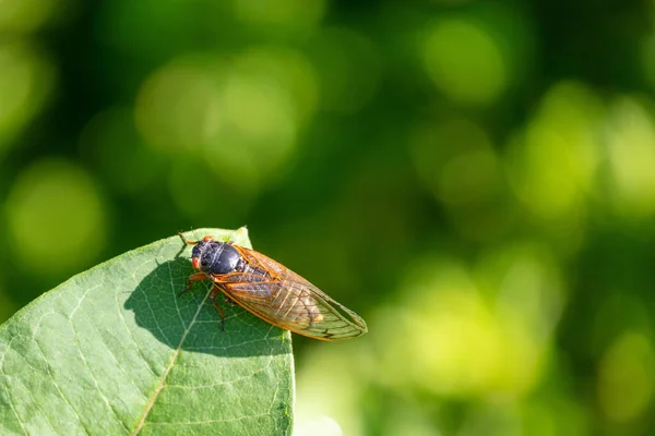 Horizontal Close Macro Shot Year Periodic Brood Cicada Leaf — Stock Photo, Image