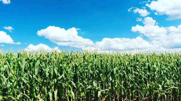 Pohled Rostoucí Kukuřičné Pole Pod Modrou Jasnou Oblohou — Stock fotografie