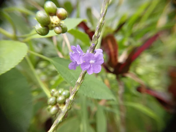 Egy Sekély Fpcus Lövés Egy Lila Stachytarpheta Urticifolia Virág Szirmok — Stock Fotó